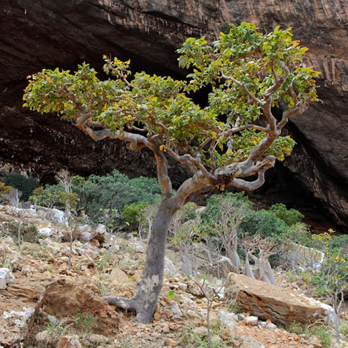 Approfondisci Boswellia Serrata