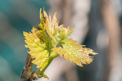 Vitis Vinifera