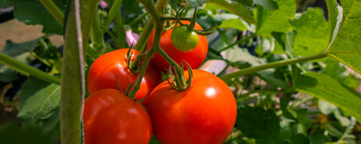 pomodoro fortificato