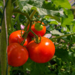 pomodoro fortificato