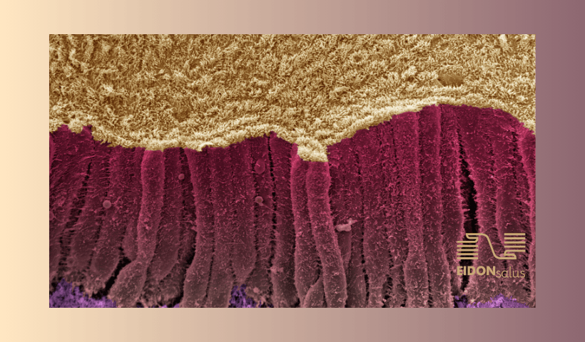 intestino e sistema immunitario