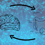 cervello intestino