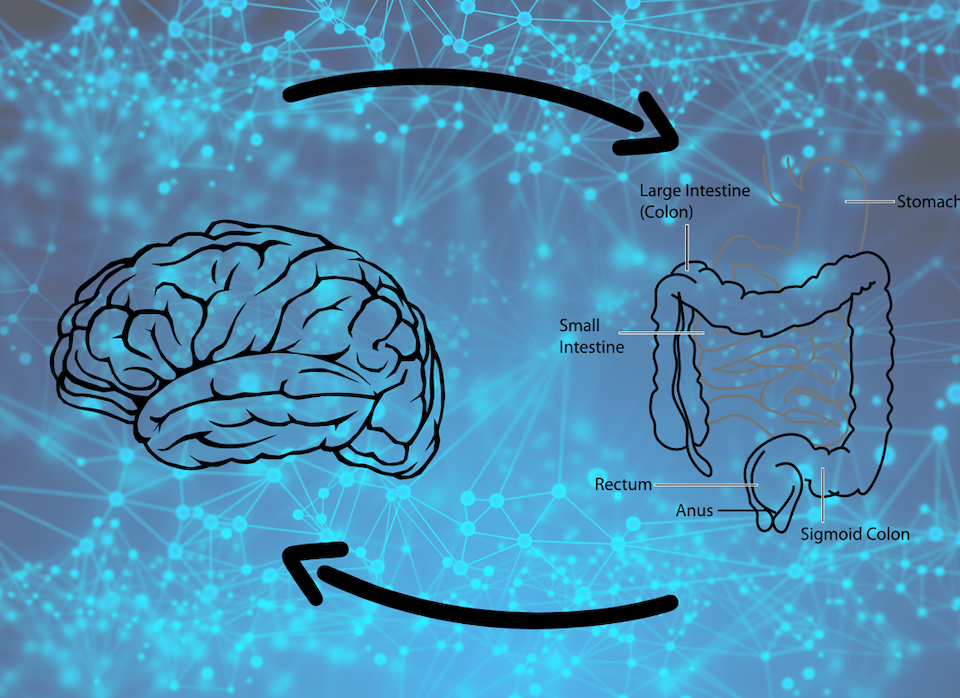 cervello intestino