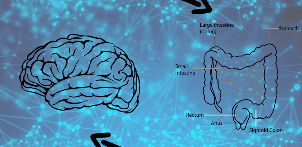 cervello intestino