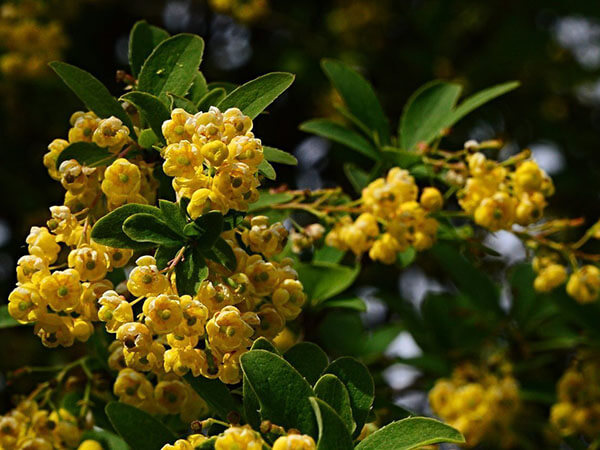 Berberina