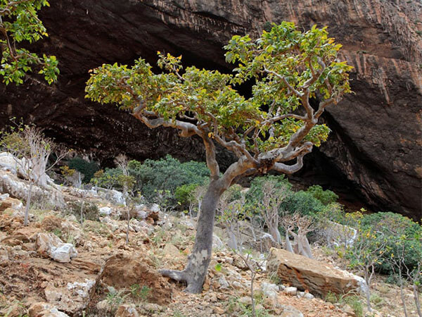 Boswellia Serrata