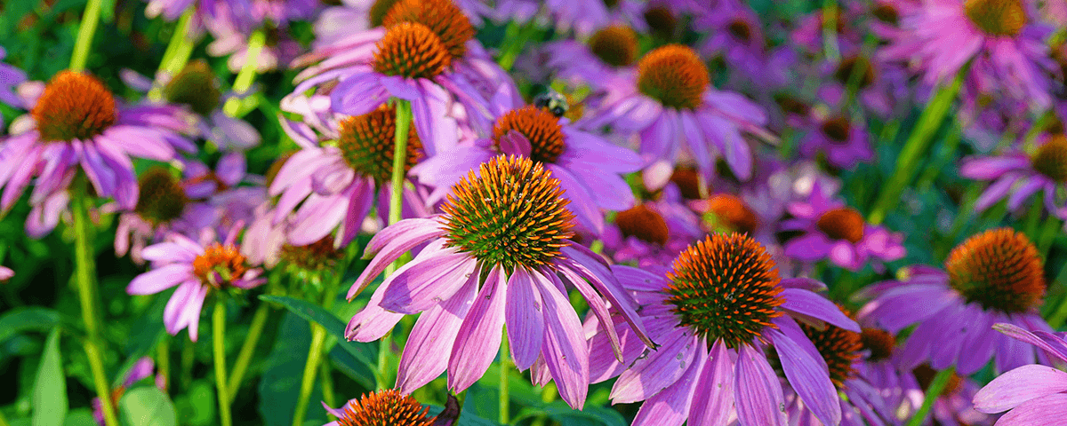 Echinacea - difese immunitarie - EIDON salus