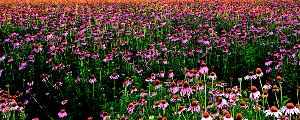 Echinacea - sistema immunitario - EIDON salus