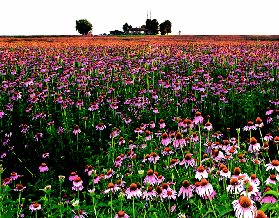 Echinacea - sistema immunitario - EIDON salus