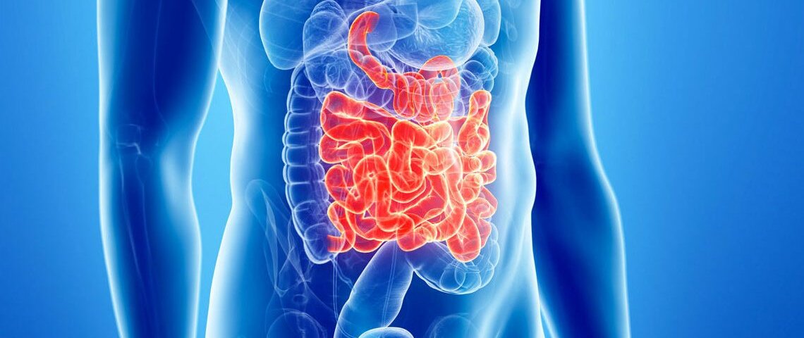 Intestino - EIDON salus