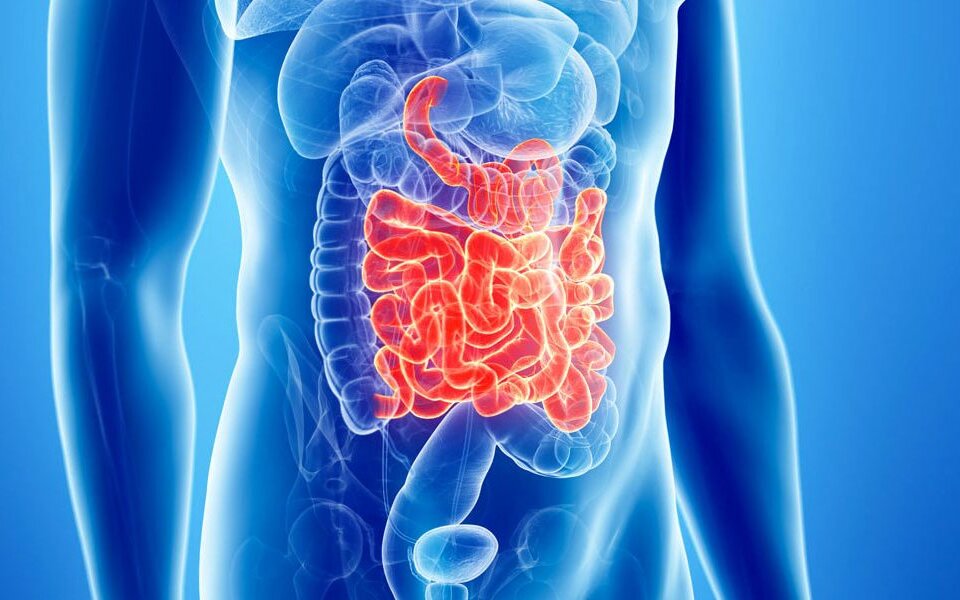 Intestino - EIDON salus