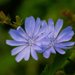 Inulina - EIDON salus