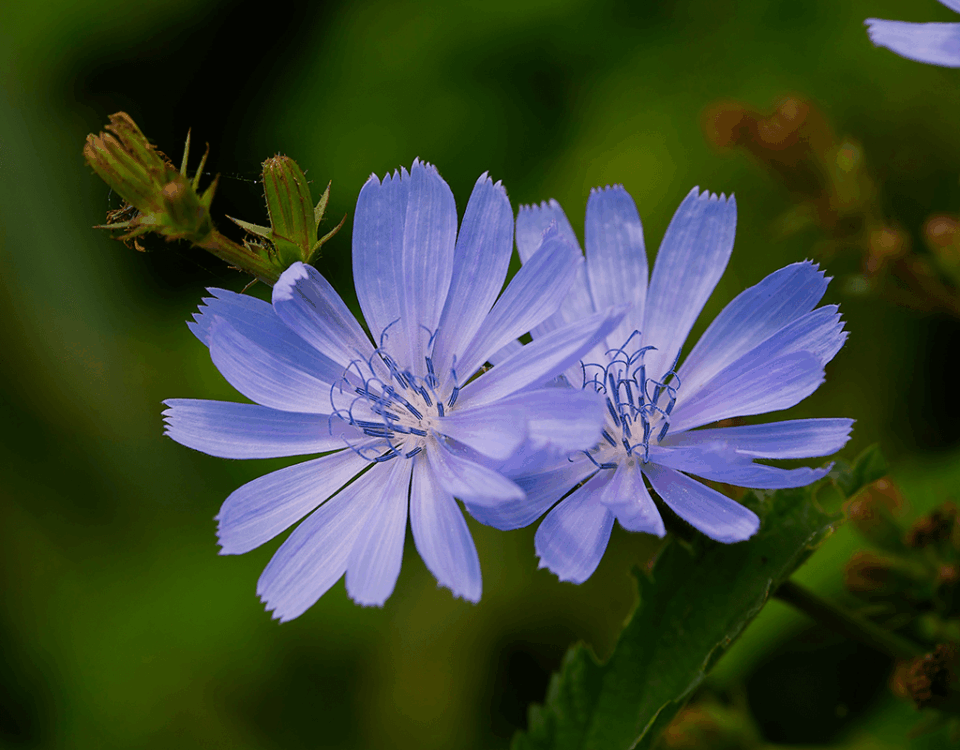 Inulina - EIDON salus