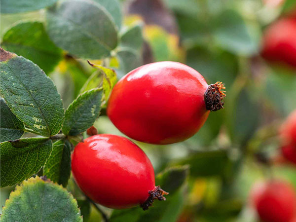 Estratto di Rosa Canina