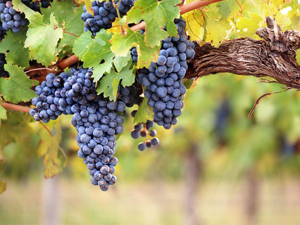 Uva ricca di resveratrolo