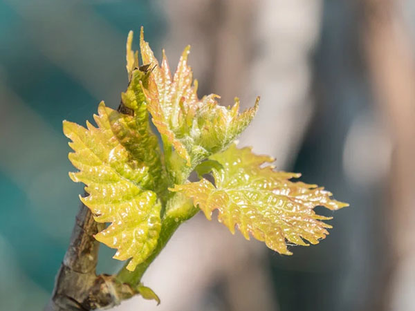 Cellule staminali di Vitis Vinifera