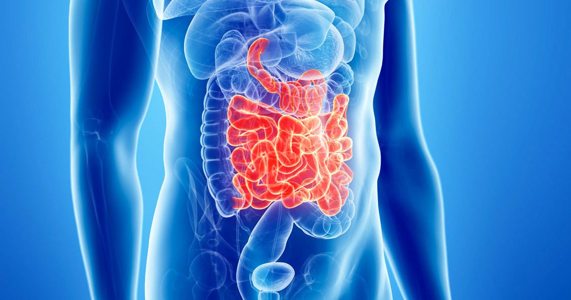 Intestino - EIDON salus