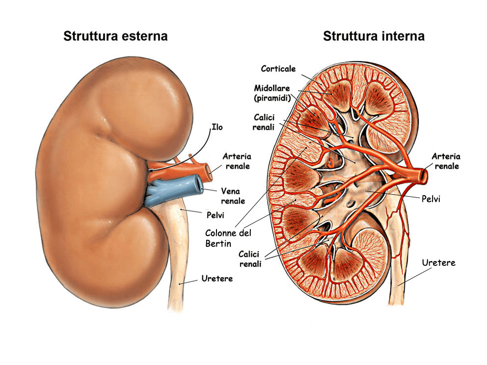 Rene, struttura interna ed esterna - EIDON salus