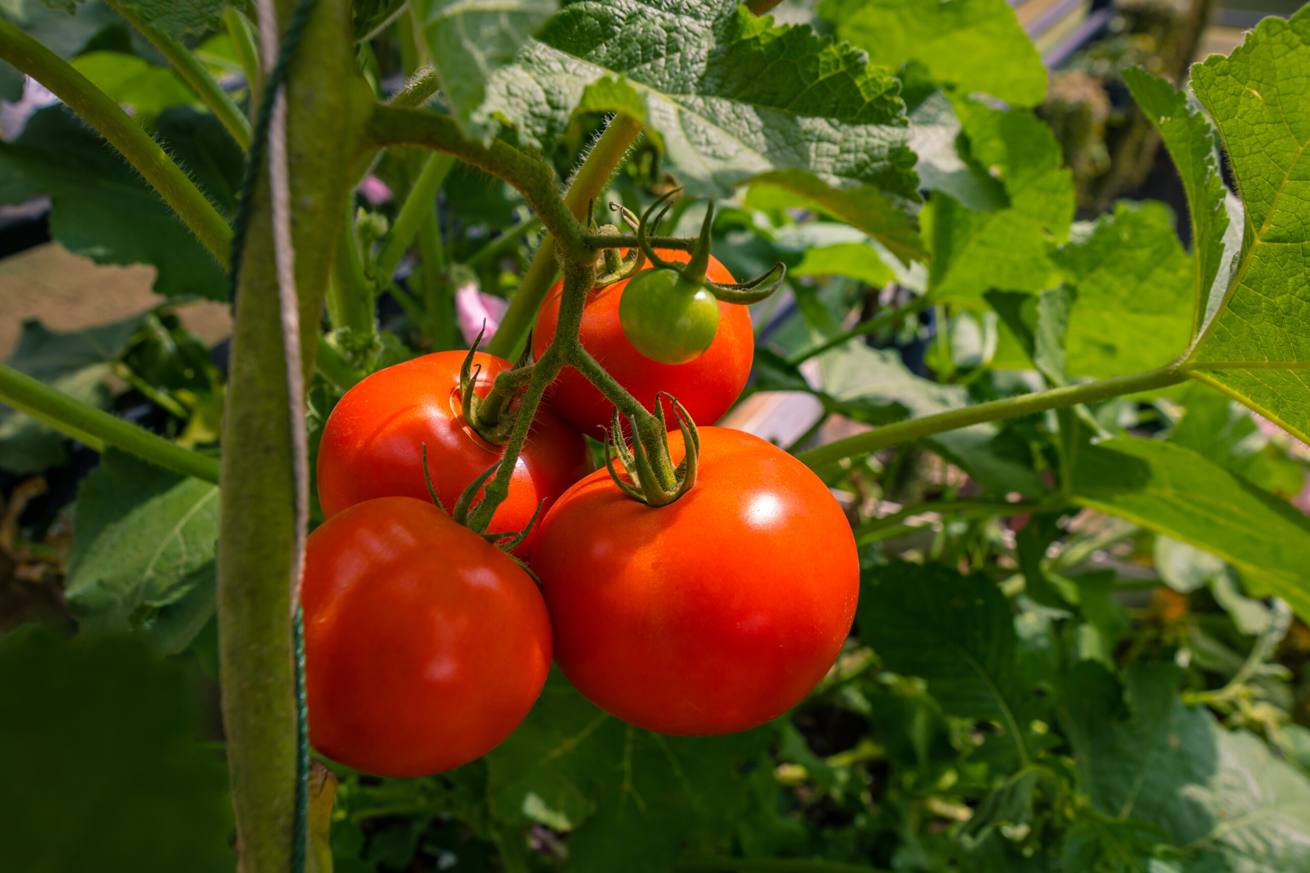 pomodoro fortificato