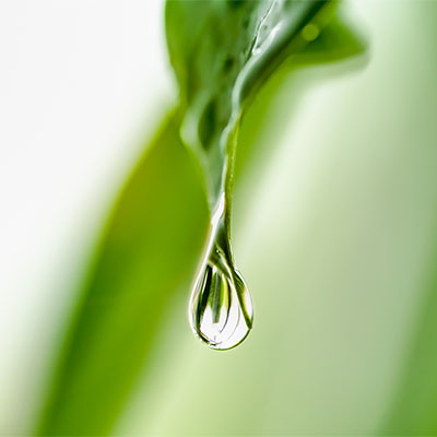 Roseha ingredienti naturali - EIDON salus