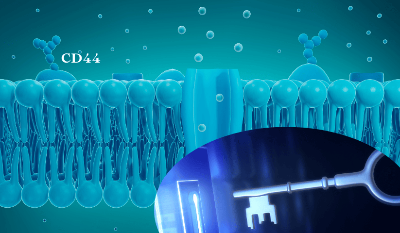 sistema chiave-serratura acido ialuronico sistema chiave-serratura acido ialuronico