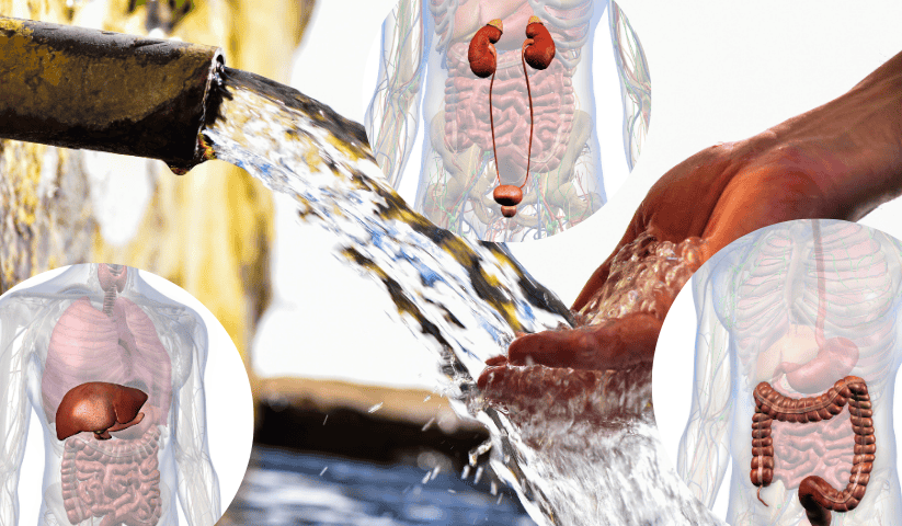 organi coinvolti nella detossificazione