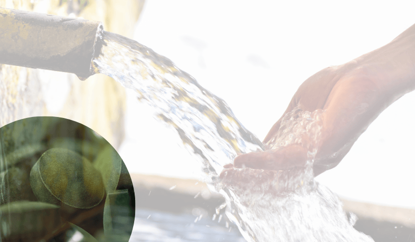 integratori di clorofilla