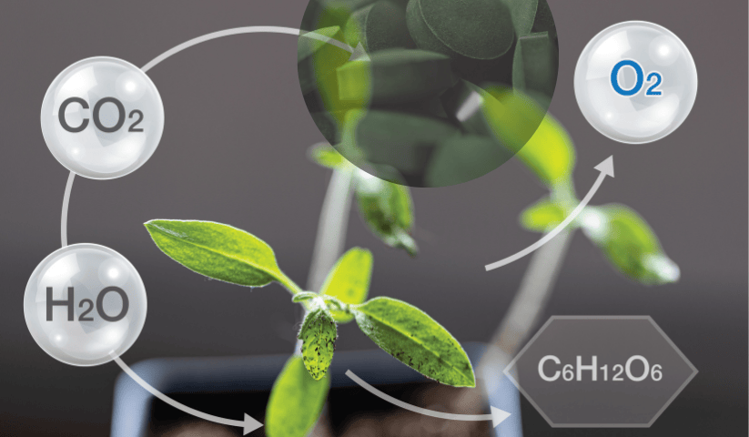 Processo di fotosintesi con clorofilla: la pianta produce ossigeno e glucosio da acqua e CO₂